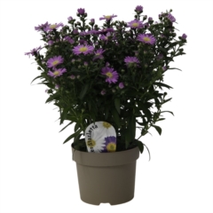 freilandpflanzen Pflanzen Springmann