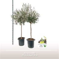 Olea europaea Olea op stam, Overig bomen, other trees, Green Outdoor  Trees and Shrubs, Зеленые уличные растения, Садовые растения, All  products