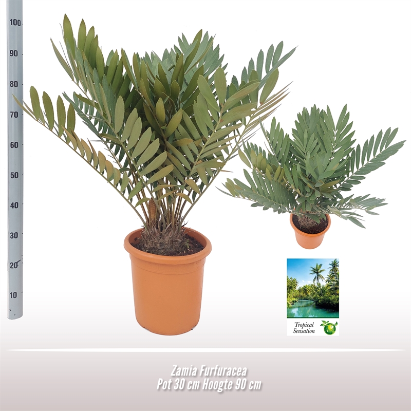 Zamia Furfuracea