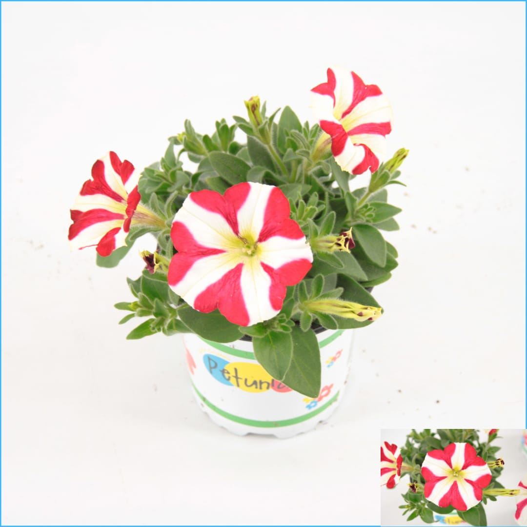 Bedding Plants Wholesale Plants UK Hoek flowers